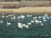 swans-tundra