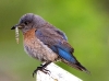 western-bluebird-female