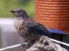 western-bluebird-immature