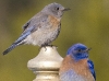 western-bluebird-pair