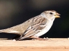 white-crowned-sparrow-female