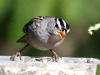 white-crowned-sparrow-male