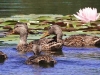 ducks-in-waterlilies