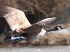 goose-flying