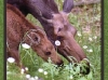 moose-and-calf-eating