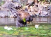 moose-eating-waterlilies