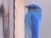 mountain-blue-bird