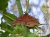 polyphemus-moth