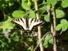 tiger-swallowtail