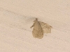 pale-moth