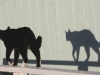 black-cat-shadow