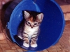 kitten-in-bucket