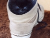 kitten-in-shoe
