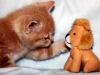 kitten-versus-lion
