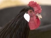 andalusian-rooster