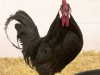 andalusian-rooster