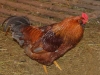 rhode-island-red-rooster