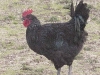 rooster-black