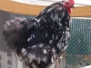 speckled-rooster