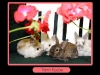 friendship-bunnies