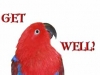 get-well-parrot