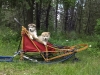 Alaskan Malamute Puppies in-sled