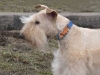lakeland-terrier