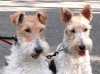 terrier-wire-haired