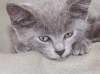 grey-kitten
