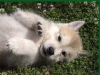 malamute-puppy