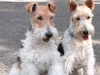 wire-haired-terriers