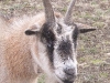 billy-goat
