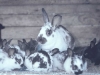 rabbits-doe-and-bunnies