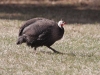 guinea-fowl-2