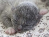 kitten-at-3-days