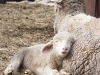lamb-lullaby