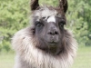 llama-headshot