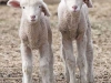lamb twins