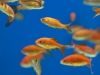 multiple-goldfish