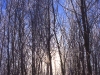 frosty-trees
