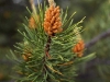 pine-cone-orange-tip
