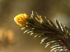 pine-cone-yellow-tip