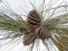 ponderosa-pine-cones