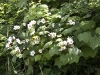 thimbleberry-blossoms