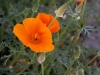california-poppies