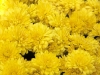 chrysanthemum-yellow