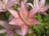 asian-lilies-pink