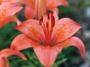 asian-lily-orange