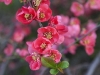 flowering-quince