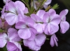 geranium-pink